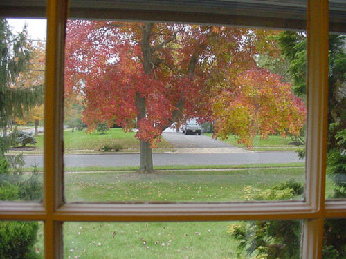 Falling Leaves and Motorcycles