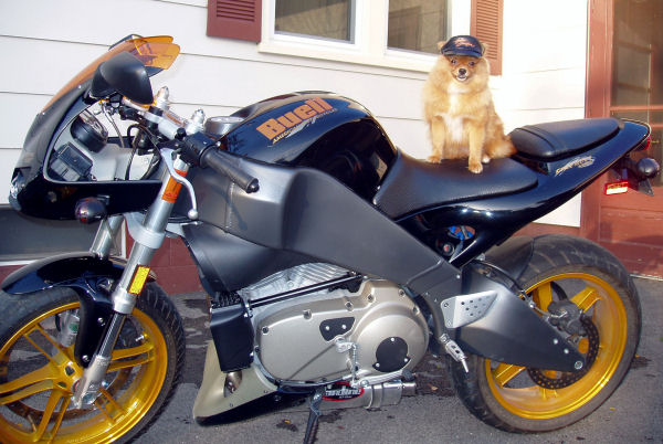 Motorcycle picture of a 2004 Buell XB12R