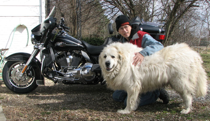 Motorcycle Picture of a 2010 Harley-Davidson Tri-Glide